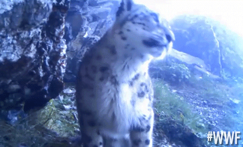 Blog cheetah