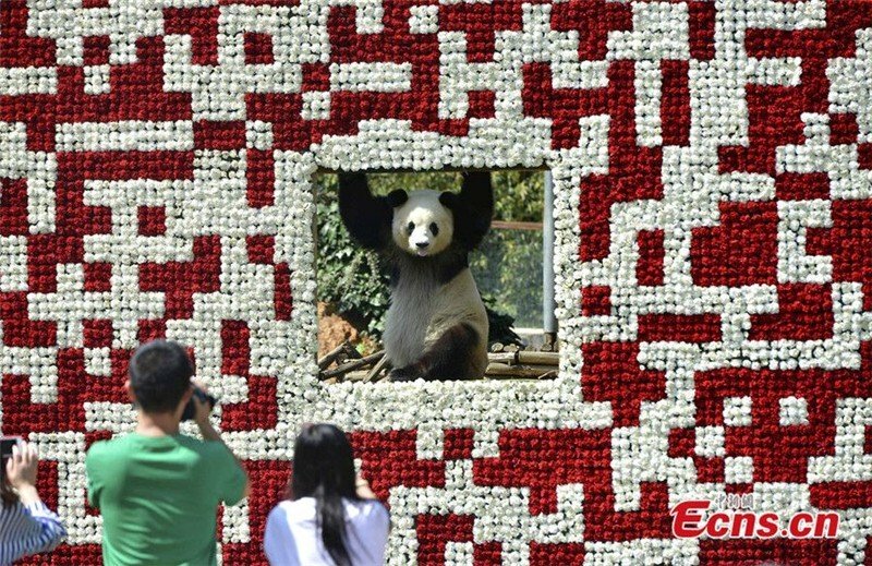 Blog panda