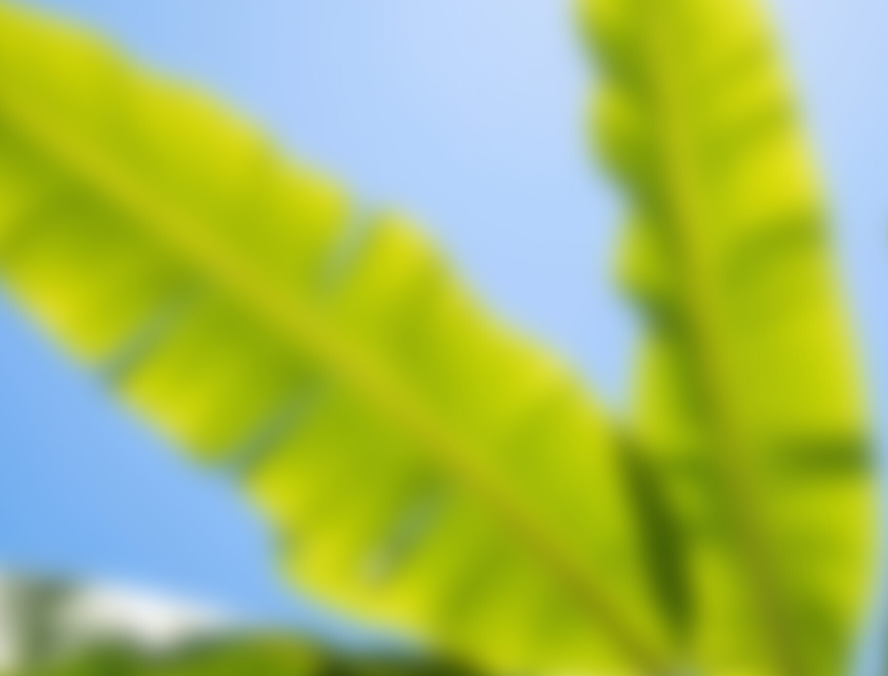 Conversation iv2 banana leaves sky image Desktop
