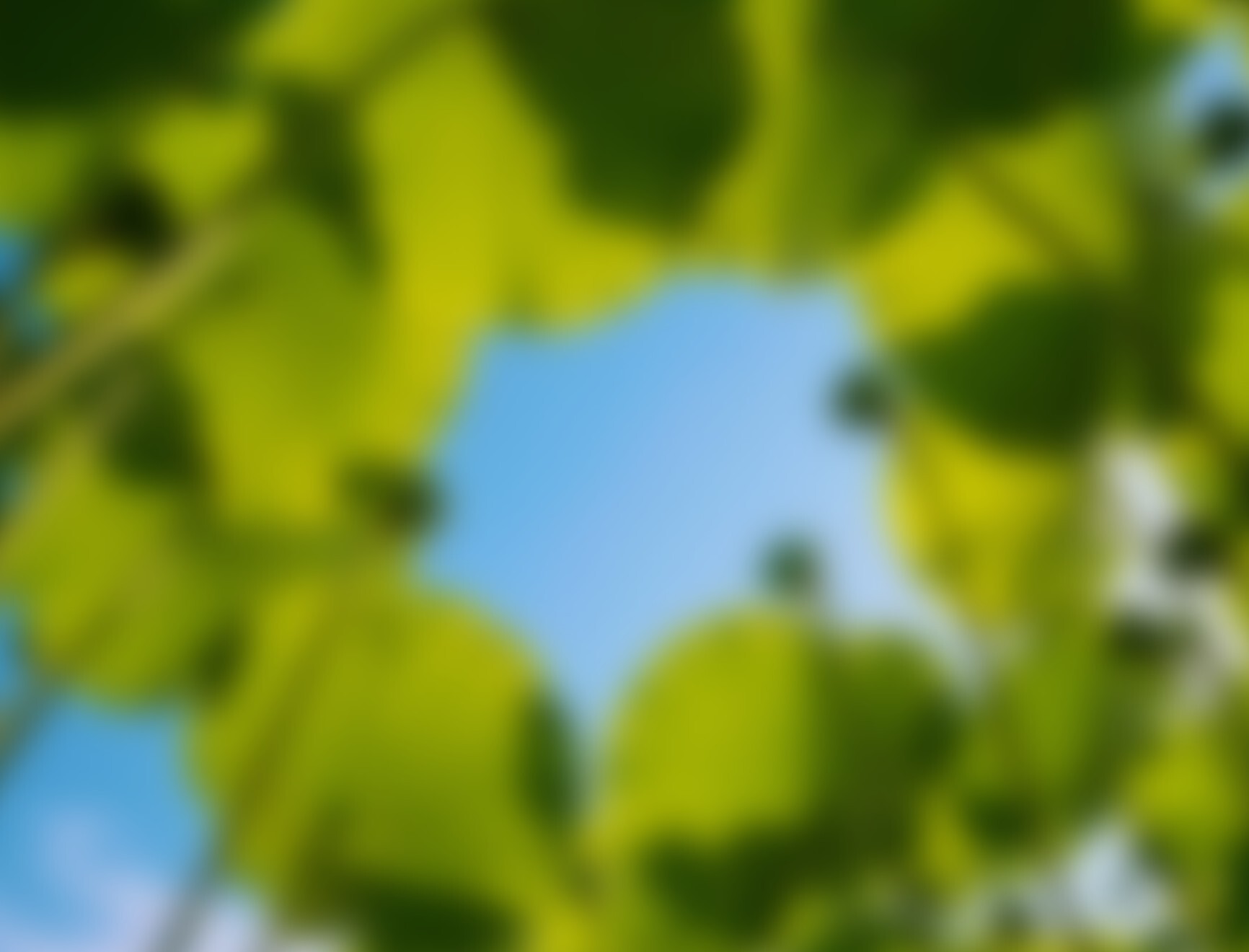 Conversation iv2 lotus canopy square image Desktop